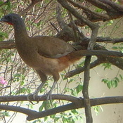 Rufous-vented Chachalaca